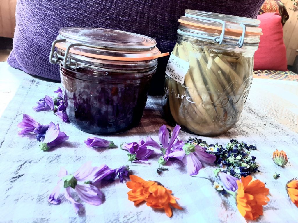 bocaux de chou rouge et de haricot verts lactofermentés: Les aliments lactofermentés contribuent à booster votre immunité