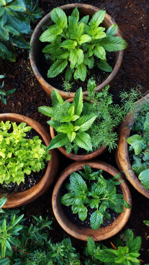 image de menthes, mélisse, hysope