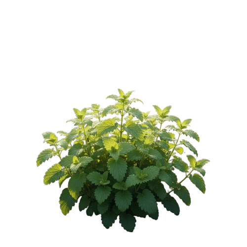 image de mélisse pour article sur les vertus de la mélisse